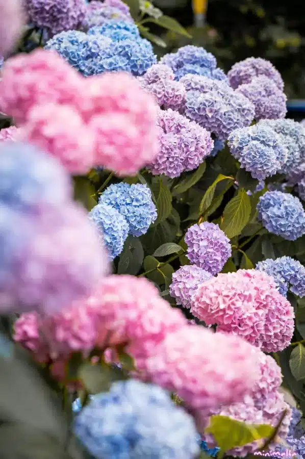 hydrangea